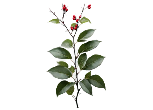 Deadly nightshade, dark green leaves, shiny surface, red berries, thorny stem, twisted roots, mysterious ambiance, eerie atmosphere, misty background, 3/4 composition, shallow depth of field, ominous 