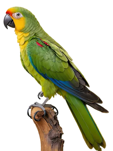 Vibrant green parrot, exotic bird, solo, standing on perch, bright colorful feathers, curved beak, big round eyes, fluffy crest, spread wings, natural texture, soft focus, 3/4 composition, warm lighti