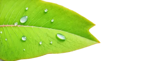 aaaa,spring leaf background,leaf background,water lily leaf,green wallpaper,aaa,patrol,rainy leaf,tropical leaf,green background,leaf macro,lotus leaf,photosynthetic,magnolia leaf,coconut leaf,leaf green,ginkgo leaf,green leaf,grape leaf,butterfly background,Art,Classical Oil Painting,Classical Oil Painting 13