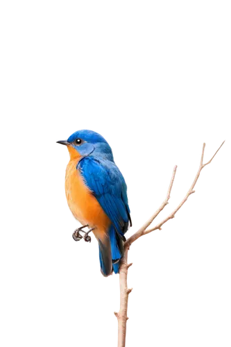 male bluebird,western bluebird,eastern bluebird,bluebird female,bluebird perched,tickell's blue flycatcher,bird on branch,lazuli bunting,common kingfisher,mountain bluebird,bird on tree,kingfisher,bird png,blue rock thrush,blue wren,bird in tree,bluebird,bird on the tree,perching bird,alcedo atthis,Illustration,Retro,Retro 23