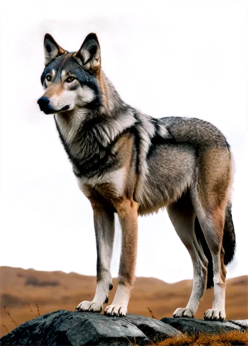 aleu,chukchi,balto,european wolf,elkhound,husky,wolfdog,gray wolf,blackwolf,canidae,canis lupus,malamute,wolstein,huskic,huskie,inupiaq,wolfsangel,tundra,canid,huskey,Art,Artistic Painting,Artistic Painting 05