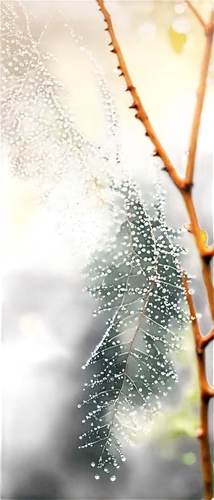 morning dew in the cobweb,cobweb,spiderwebs,spider web,spider's web,spiderweb,spider silk,cobwebs,gossamer,web,frozen morning dew,cobwebbed,spider net,early morning dew,morning dew,dew drops,frozen dew drops,webbed,morning light dew drops,webs,Conceptual Art,Sci-Fi,Sci-Fi 02