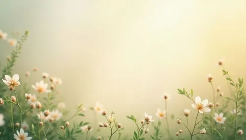 cotton grass,grass blossom,blooming grass,wood daisy background,flower background,floral digital background,meadow flowers,spring background,small meadow,flowering meadow,flower wallpaper,meadow daisy,meadow,summer meadow,cottongrass,background bokeh,meadow plant,flower meadow,spring meadow,floral background,Photography,General,Realistic