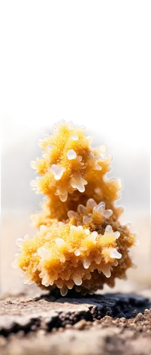 tremella,coral fungus,ramaria,boswellia,pholiota,fungus,aragonite,dothideomycetes,ascidians,soft coral,marasmius,desert coral,acacia resin,mycelia,ascospores,ascidian,phyllodesmium,mycelium,selaginella,rock coral,Unique,Pixel,Pixel 02