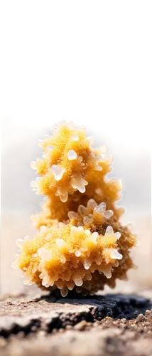 fulgurite, crystal formation, unique shape, transparent, glassy texture, brown-yellow color, rough surface, irregular edges, natural light, soft focus, macro photography, shallow depth of field, warm 