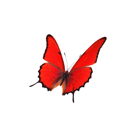 red butterfly,butterfly vector,butterfly background,butterfly isolated,ornithoptera,isolated butterfly,winged heart,derivable,passion butterfly,butterfly,hindwings,butterfly clip art,red fly,butterfly wings,c butterfly,cardinalis,red leaf,sky butterfly,zygaena,registerfly,Illustration,Retro,Retro 02