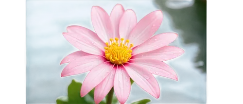 pink chrysanthemum,pink cosmea,south african daisy,african daisy,cosmea,dahlia pink,flowers png,coneflower,gazania,coneflowers,gerbera flower,echinacea,osteospermum,barberton daisy,cosmos flower,centaurium,gerbera,chrysanthemum cherry,perennial daisy,pink flower,Illustration,Realistic Fantasy,Realistic Fantasy 19