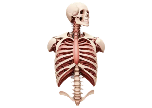 skeletal,rib cage,human skeleton,skeleton,ribcage,scoliosis,medical illustration,skeletal structure,osteopath,osteoporotic,esophagus,sternocleidomastoid,aorta,mediastinum,human internal organ,sternum,human body,the human body,vintage skeleton,spondylitis,Illustration,Realistic Fantasy,Realistic Fantasy 17