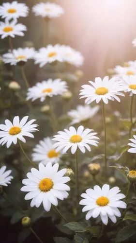 a bunch of daisies in a garden with sunlight,wood daisy background,white daisies,australian daisies,daisies,sun daisies,daisy flowers