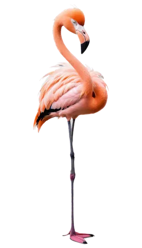 flamingo,greater flamingo,pink flamingo,flamingo couple,two flamingo,lawn flamingo,flamingos,flamingo with shadow,bird png,flamingoes,phoenicopterus,cuba flamingos,flamininus,pinkola,flamingo pattern,pink flamingos,phoenicopteridae,phoenicopteriformes,bird,3d model,Photography,Black and white photography,Black and White Photography 07