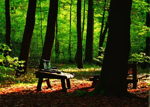 happy children playing in the forest,beech forest,forest workplace,germany forest,deciduous forest,hunting seat,wooden bench,tree stand,forest floor,northern hardwood forest,enchanted forest,forest background,green forest,camping chair,forest glade,chestnut forest,archery stand,the forest,forest walk,park bench,Photography,Documentary Photography,Documentary Photography 36