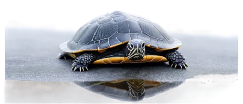 water turtle,turtle,land turtle,turtletaub,sea turtle,tortue,turtling,painted turtle,loggerhead turtle,aldabra,marsh turtle,terrapin,green turtle,caretta,trachemys,cooter,softshell,tortoise,half shell,leatherback turtle,Illustration,Black and White,Black and White 20