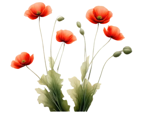 Delicate poppy flowers, vibrant red petals, yellow centers, slender stems, green leaves, gentle swaying, soft sunlight, warm color tone, shallow depth of field, 3/4 composition, realistic texture, det