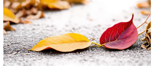 autumn background,leaf background,leaf color,colored leaves,autumn leaf,autumn frame,fall leaf,autumn leaves,autumnal leaves,colorful leaves,reddish autumn leaves,colors of autumn,fall leaves,fallen leaves,spring leaf background,autumn foliage,leaves in the autumn,red leaf,autumn color,leaf macro,Illustration,Retro,Retro 01