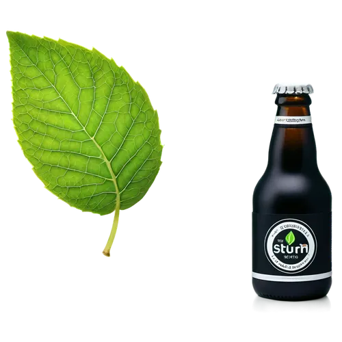 waldmeister,gluten-free beer,hoptree,black maple,fig leaf,hop hornbeam,bay-leaf,apple beer,slippery elm,broadleaf,beer bottle,black oak,humulus lupulus,chlorophyll,tilia,chestnut with leaf,beer cocktail,two types of beer,common fig,glass bottle free,Photography,General,Realistic