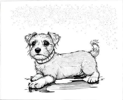 a puddle dog + short hair + cute,schnauzer,sealyham terrier,dog drawing,miniature schnauzer,dog illustration,wire hair fox terrier,dog line art,norfolk terrier,terrier,small terrier,russell terrier,pa