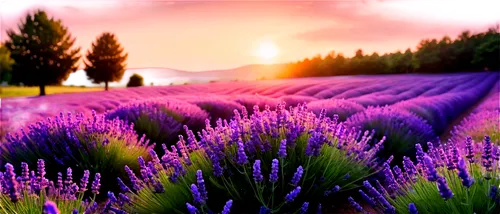 lavender field,lavender fields,lavender cultivation,lavenders,lavander,purple landscape,lavender flowers,lavender,the lavender flower,lavender flower,lavandula,lavendar,provence,laventhol,lavender bunch,flower field,lavander products,chives field,blooming field,onion fields,Conceptual Art,Fantasy,Fantasy 02