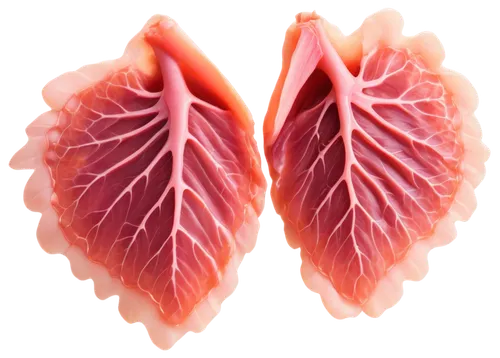 lungs,bronchial,cardiovascular,myocardium,pleurisy,pericardial,cardiomyopathy,tachypnea,pulmonary,myocarditis,haemochromatosis,human cardiovascular system,heart background,emphysema,ventricle,thymus,tavr,septal,respiratory,human heart,Conceptual Art,Daily,Daily 12