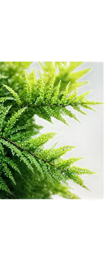 Green shrubs, lush foliage, irregular shape, delicate branches, tiny leaves, morning dew, soft sunlight, 3/4 composition, shallow depth of field, warm color tone, cinematic lighting, detailed texture,