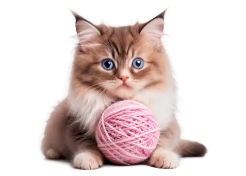 ball of yarn,knitter,crocheting,cute cat,yarn balls,kittenish,yarn,pink cat,doll cat,to knit,knitting,crochet,cats angora,blue eyes cat,cat image,sock yarn,cotton boll,bonbon,crocheted,cat with blue eyes,Conceptual Art,Daily,Daily 06