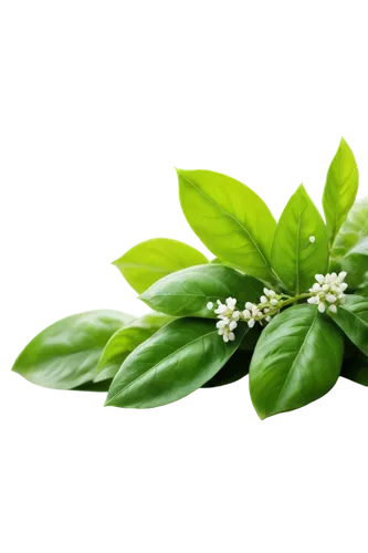 star jasmine,tea plant,cherry laurel,flower jasmine,indian jasmine,homeopathically,stevia,lemon myrtle,crape jasmine,aromatic plant,tea flowers,flowers png,cape jasmine,tea tree,morinda citrifolia,west indian jasmine,jasminum sambac,farmer's jasmine,limonana,aromatic herb,Illustration,Abstract Fantasy,Abstract Fantasy 15