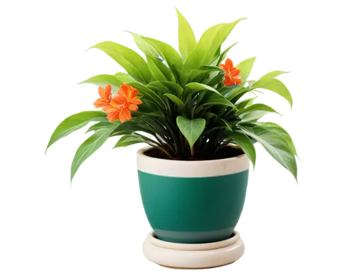 potted plant,container plant,hostplant,potted palm,flowerpot,terracotta flower pot,houseplant,plant pot,aspidistra,guzmania,flower pot,green plant,pot plant,garden pot,citronella,dracaena,calathea,wooden flower pot,flowers png,zamia,Conceptual Art,Oil color,Oil Color 06