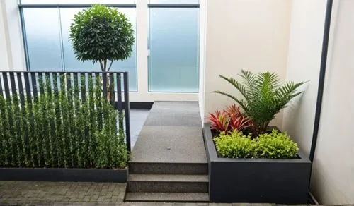 Simple front garden plant arrangement with Benjamina plant, sago palm , aglaonema and some ground covers,modern front door garden in a contemporary residential building,hostplants,buxus,hostplant,gree