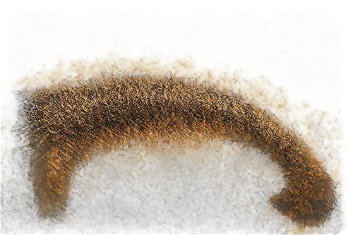 foxtail,garden-fox tail,hare tail grasses,hare tail grass,tailed,xanthorrhoea,round autumn frame,furring,cattail,circle around tree,straw animal,degenerative,anthill,porcupine,cattails,fractalius,tussock,brontosaurus,ostrich feather,artiodactyl,Conceptual Art,Daily,Daily 07