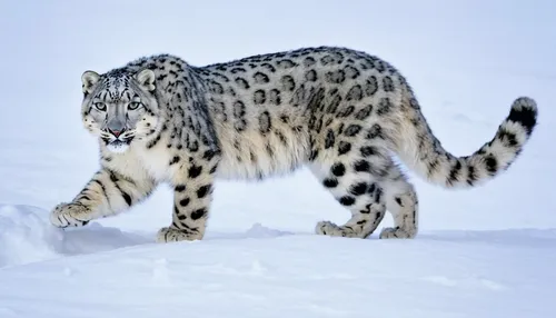 snow leopard,the amur adonis,wild cat,amur adonis,siberian,siberian cat,snowshoe,ocelot,american bobtail,egyptian mau,on the hunt,big cat,winter animals,lynx,norwegian forest cat,bobcat,armored animal,big cats,american curl,siberian tiger,Photography,Fashion Photography,Fashion Photography 17