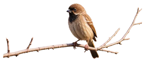 Small sparrow, perched on branch, brown feathers, tiny beak, round eyes, fluffy head, spread wings, morning sunlight, soft focus, warm color tone, 3/4 composition, shallow depth of field, cinematic li