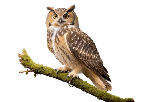 Owl, wildlife photography, solo, nocturnal bird, big round eyes, white facial disk, feather texture, wings spread wide, perched on branch, mossy background, misty atmosphere, softbox lighting, shallow