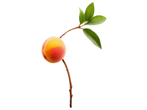 apricot,tangerine tree,peach flower,kumquat,flower bud,apricots,nectarine,rose hip flower,ikebana,orange flower,peach tree,rose hip plant,olimar,tulip background,illicium,marasmiaceae,rose hip,orange tree,psidium,tree torch,Photography,Artistic Photography,Artistic Photography 05