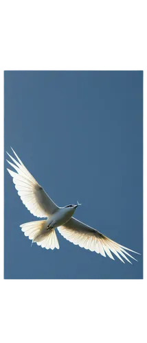 fujian white crane,black-winged kite,great white egret,sandwich tern,white egret,eastern great egret,western striped albatros,great egret,ferruginous hawk,flying tern,royal tern,ring-billed gull,white heron,fairy tern,whiskered tern,tundra swan,european herring gull,black-shouldered kite,large white-headed gull,spoonbill,Illustration,Retro,Retro 03