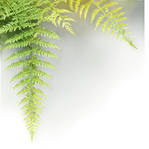 ostrich fern,fern plant,fern fronds,fern leaf,ferns,leaf fern,ferns and horsetails,fern,tree ferns,norfolk island pine,columbian spruce,leucaena,frond,eastern hemlock,fir fronds,acacia,intensely green hornbeam wallpaper,urtica,young frond,phyllanthus family,Photography,Black and white photography,Black and White Photography 01