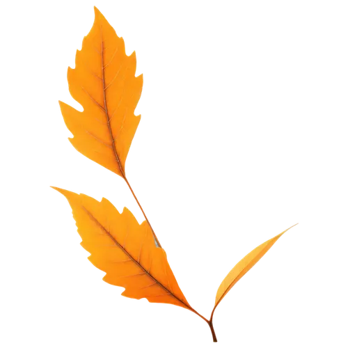 leaf background,maple leave,maple leaf,autumn leaf,autumn leaf paper,maple foliage,fall leaf,yellow maple leaf,red maple leaf,spring leaf background,beech leaf,golden leaf,fall leaf border,leaf drawing,autumn icon,brown leaf,leaf branch,leaf icons,leaf rectangle,leaf border,Photography,Black and white photography,Black and White Photography 11