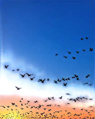 birds in flight,birds flying,bird flight,flying birds,flock of birds,bird migration,bird in the sky,migratory birds,pigeon flight,mumuration,group of birds,the birds,colorful birds,flying sea gulls,bird flying,bird in flight,birds,sky,birds on a wire,starlings,Illustration,Japanese style,Japanese Style 01