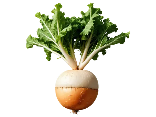 rapini,rutabaga,turnips,white turnip,a vegetable,turnip,vegetable,daikon,beet,root vegetable,kohlrabi,onion,yellow turnip,veggie,kawaii vegetables,persian onion,radish,bulgarian onion,kale,leek,Photography,Artistic Photography,Artistic Photography 15