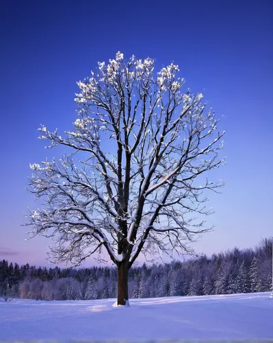 snow images snow in winter hd wallpaper and background photos (36241668),snow tree,winter tree,snowy tree,isolated tree,bare tree,tree white,lone tree,blue star magnolia,seasonal tree,silver maple,sli