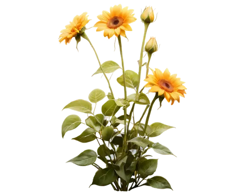 yellow calendula flower,calenduleae,calendula,calendula officinalis,flowers png,yellow gerbera,coreopsis,calendula flower,yellow chrysanthemum,sunflower lace background,yellow cosmos,calendula suffruticosa,chrysanthemum background,sun flowers,yellow chrysanthemums,calendula petals,yellow flower,yellow daisies,small sun flower,erdsonne flower,Photography,Documentary Photography,Documentary Photography 37