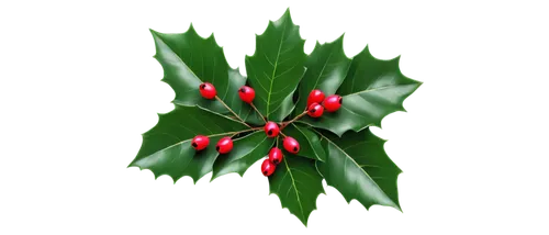 Christmas holly, green leaves, red berries, glossy texture, delicate branches, festive atmosphere, close-up shot, soft focus, warm lighting, shallow depth of field, vibrant color tone, cinematic compo