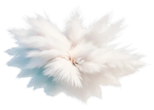 silkie,white feather,pompom,ostrich feather,plume,feather carnation,fragrant snowball,indian spitz,papillon,white chrysanthemum,feathery,japanese spitz,prince of wales feathers,bird flower,flowers png,the white chrysanthemum,feather boa,feathered hair,fluffed up,chicken feather,Art,Classical Oil Painting,Classical Oil Painting 40