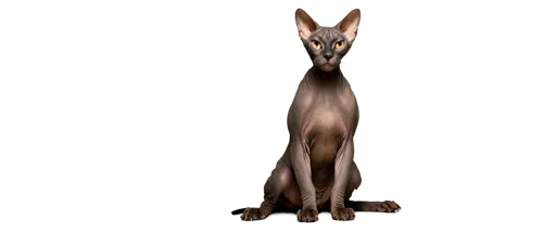 Egyptian Sphynx cat, black skin, sleek body, muscular legs, wrinkled face, large ears, almond-shaped eyes, nose ring, sitting pose, front paws together, whiskers, shiny fur, soft focus, warm lighting,