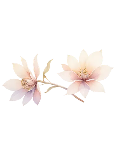 flowers png,magnolia × soulangeana,minimalist flowers,lotus png,paper flower background,magnolia flowers,magnolia flower,chinese magnolia,magnolia star,japanese floral background,star magnolia,japanese anemone,japanese anemones,lotus ffflower,floral digital background,anemone japonica,magnolia blossom,epiphyllum,flower background,tea flowers,Art,Classical Oil Painting,Classical Oil Painting 23