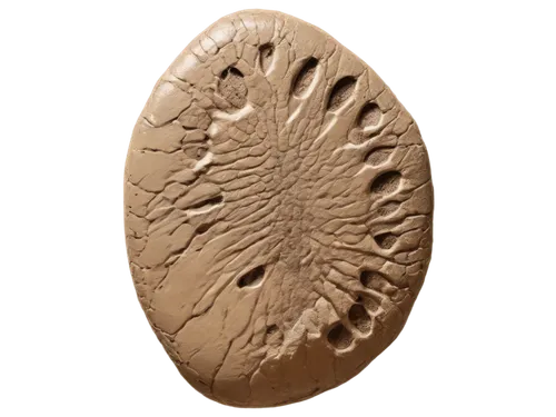 Fossilized footprint, ancient creature, muddy ground, detailed texture, natural history, scientific illustration, warm beige color tone, soft diffused light, 3/4 composition, shallow depth of field, r