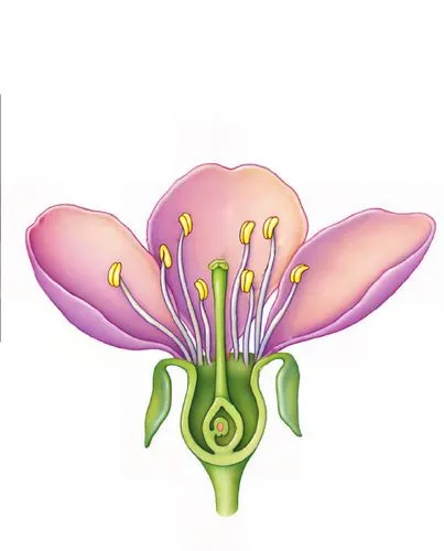 flowers png,flower illustrative,lotus png,flower illustration,turkestan tulip,lotus ffflower,crown chakra flower,narcissus pink charm,pink tulip,funnel flower,violet tulip,cartoon flowers,anthers,pasque-flower,flower shape,rose flower illustration,tulip background,illustration of the flowers,flower design,tulip