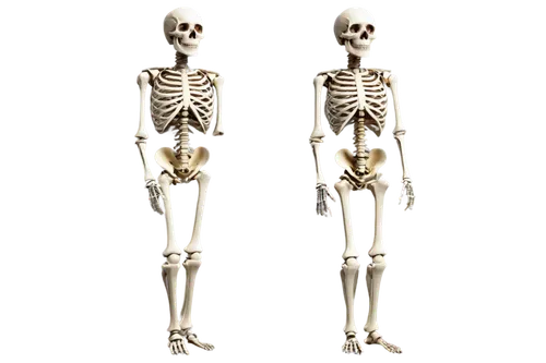 skeletons,skeletal,osteoporotic,human skeleton,osteoporosis,skeletal structure,osteomalacia,calcium,osteological,skelemani,doot,osteopath,spookily,osteoblast,osteopenia,skeleton,osteopaths,osteopathy,skeleltt,bone,Photography,Documentary Photography,Documentary Photography 37