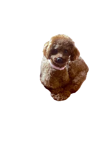 shih-poo,pekingese,shih poo,cavapoo,slothbear,sloth,shih tzu,lhasa apso,png transparent,cockapoo,maltepoo,pygmy sloth,et,tree sloth,korokke,monchhichi,toy poodle,wicket,tuber,poodle