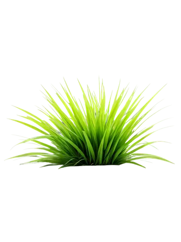 palm tree vector,sweet grass plant,wheatgrass,citronella,block of grass,palm pasture,pine needle,palm sunday,wheat grass,patrol,grass fronds,dad grass,saw palmetto,grass,palm leaf,charophyta,fan palm,palmtree,long grass,pony tail palm,Art,Classical Oil Painting,Classical Oil Painting 33