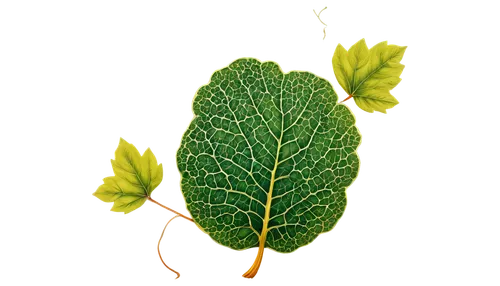 leaf background,spring leaf background,chloropaschia,green leaf,fig leaf,chloroplast,tree leaf,photosynthetic,custody leaf,mammoth leaf,grape leaf,tropical leaf,bigleaf,photosynthesis,leaf drawing,beech leaf,leafcutter,chloroplasts,fern leaf,chestnut leaf,Photography,Fashion Photography,Fashion Photography 20