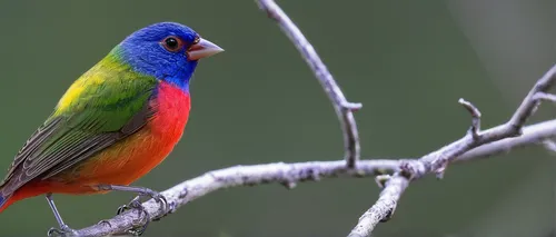 painted bunting,rainbow lorikeet,lorikeet,tasmanian rosella,eastern rosella,rainbow lory,rosella,crimson rosella,rainbow lorikeets,green rosella,colorful birds,lorikeets,gouldian,quaker parrot,gouldian finch,king parrot,australian king parrot,red pompadour cotinga,beautiful bird,sun parakeet,Illustration,Japanese style,Japanese Style 17